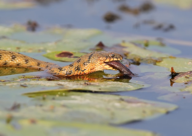 A cobra de dados (natrix tessellata) pegou e comeu um peixe