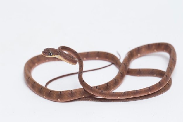 A cobra de gato manchado de branco na mesa branca