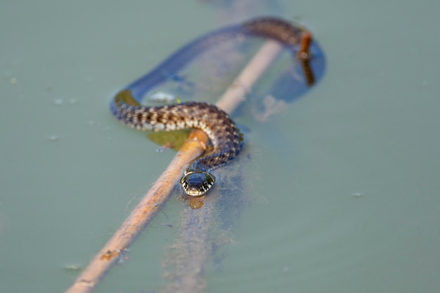 A cobra de grama Natrix natrix às vezes chamada de cobra anelada ou cobra d'água