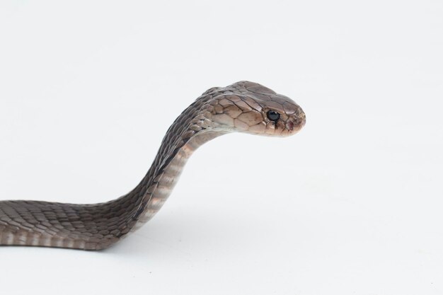 Foto a cobra de javan cuspindo esputatriz naja isolada no fundo branco