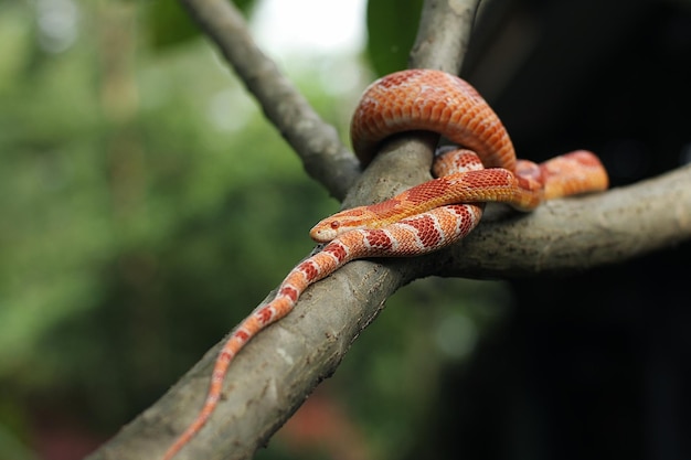 A cobra do milho é uma espécie norte-americana de cobra de rato que subjuga sua pequena presa por constrição