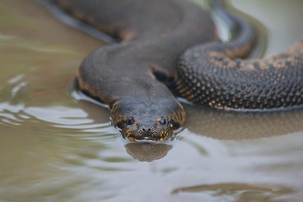 A cobra do tronco do elefante é um tipo de cobra d'água endêmica do arquipélago indonésio