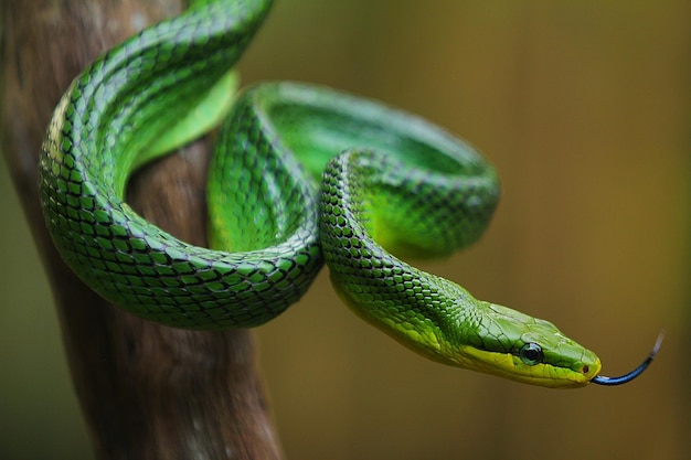 A cobra-esquilo Gonyosoma é o nome de um gênero de cobra-rato que se encontra na Ásia