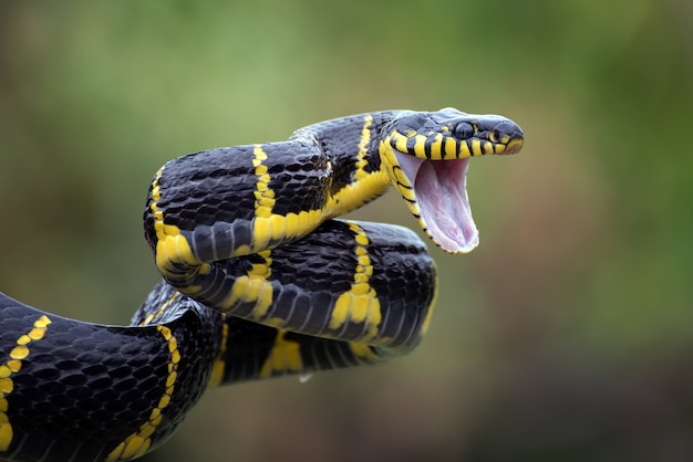 A cobra-gato com anéis de ouro (Boiga dendrofilia)