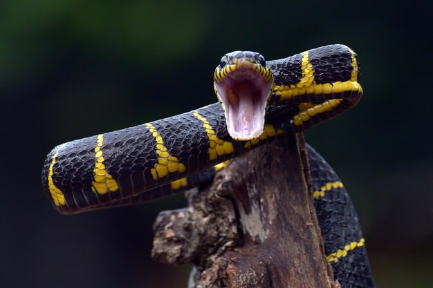 A cobra-gato com anel de ouro em posição de ataque