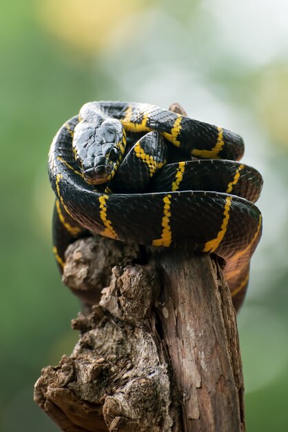 Foto a cobra-gato com anel de ouro enrolada em uma árvore e pronta para atacar