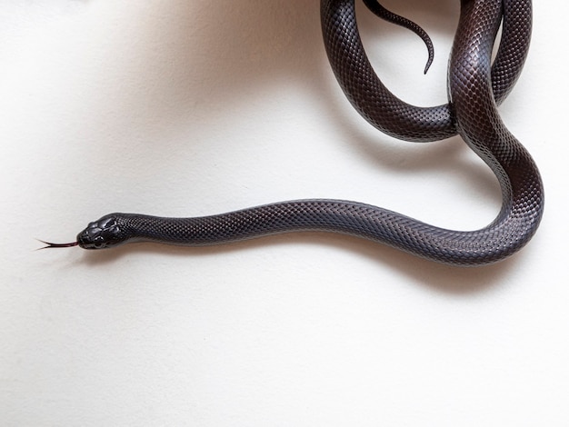 A cobra negra mexicana (lampropeltis getula nigrita) faz parte da família colubrid maior de cobras e é uma subespécie da cobra comum.