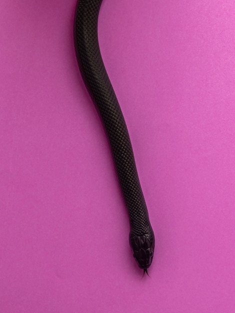 A cobra negra mexicana (lampropeltis getula nigrita) faz parte da família colubrid maior de cobras e é uma subespécie da cobra comum.