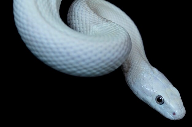 Foto a cobra rato do texas (elaphe obsoleta lindheimeri) é uma subespécie da cobra rato, um colubrídeo não venenoso encontrado nos estados unidos, principalmente no estado do texas.