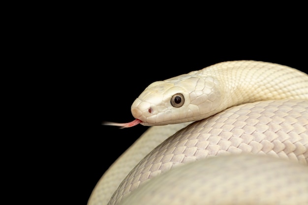 A cobra rato do Texas (Elaphe obsoleta lindheimeri) é uma subespécie da cobra rato, um colubrídeo não venenoso encontrado nos Estados Unidos, principalmente no estado do Texas.