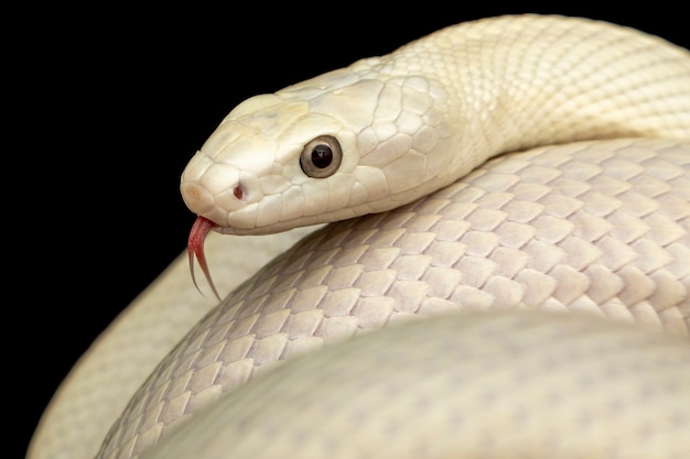 A cobra rato do texas (elaphe obsoleta lindheimeri) é uma subespécie da cobra rato