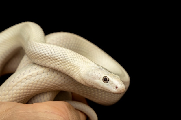 A cobra rato do texas (elaphe obsoleta lindheimeri) é uma subespécie da cobra rato