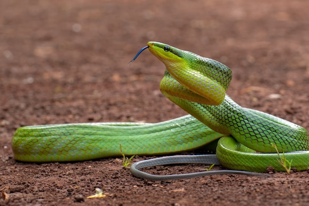 Foto a cobra-rato verde de cauda vermelha