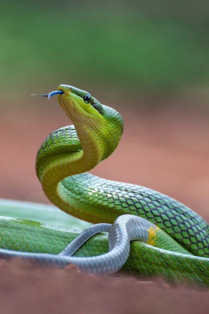 Foto a cobra-rato verde de cauda vermelha