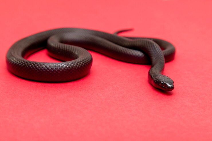 Foto a cobra-real negra mexicana faz parte da família maior de cobras colubrid e é uma subespécie da cobra-real comum.