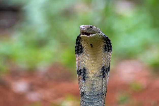 A cobra-real (Ophiophagus hannah)