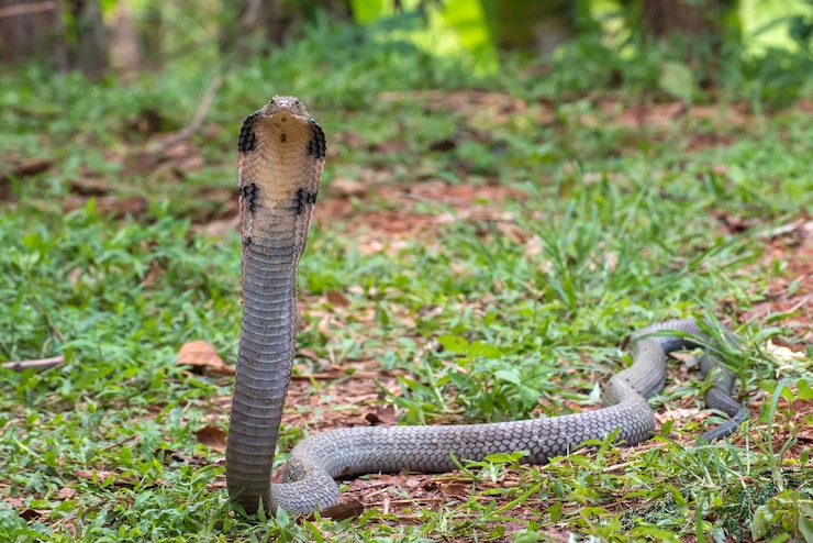 Foto a cobra-real (ophiophagus hannah)