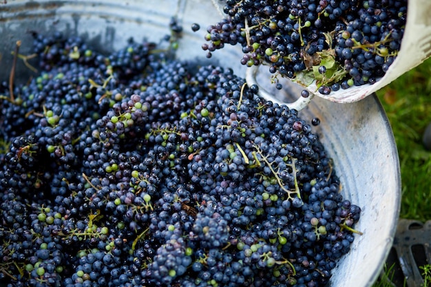 A colheita da uva para vinho madura prepara-se para pressionar