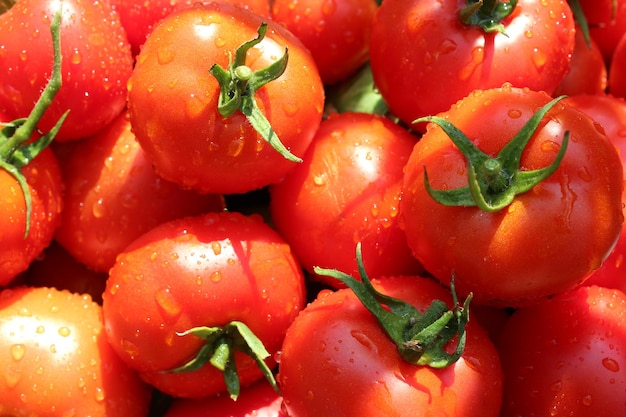 a colheita deste ano de tomates vermelhos maduros