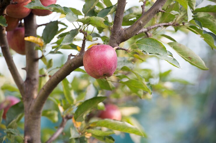 Foto a colheita está madura. jardim da maçã na paisagem natural. macieira cresce no jardim de frutas. colheitas de pomar. jardinagem e cultivo. agricultura e pecuária. temporada de verão ou outono.