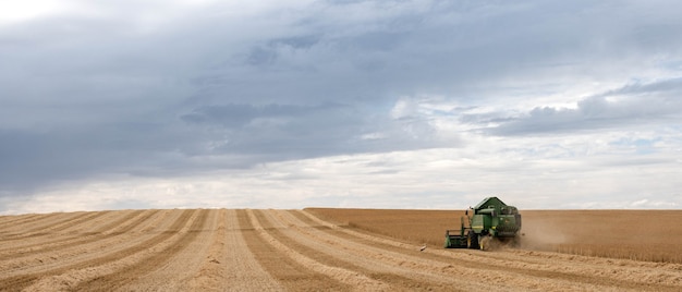 A colheitadeira está colhendo trigo no campo. agricultura, agronomia e preparação de grãos