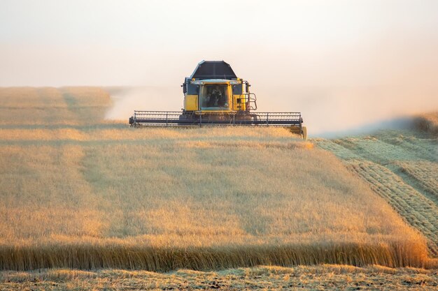 A colheitadeira está colhendo trigo no campo preparação de grãos agronomia e agricultura transporte de colheita de campo