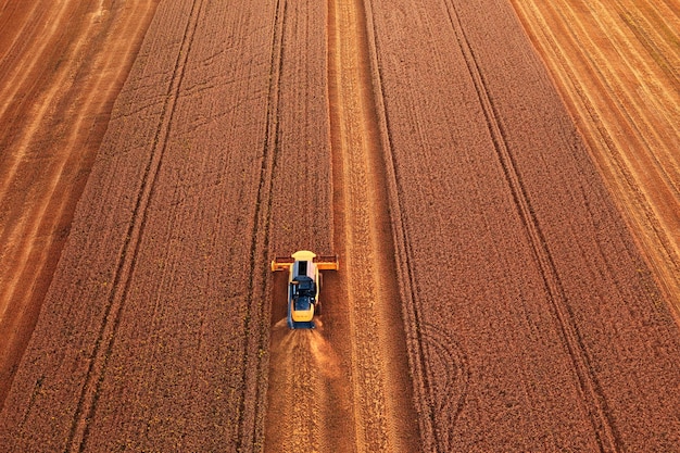 A colheitadeira está trabalhando no campo Colhendo trigo