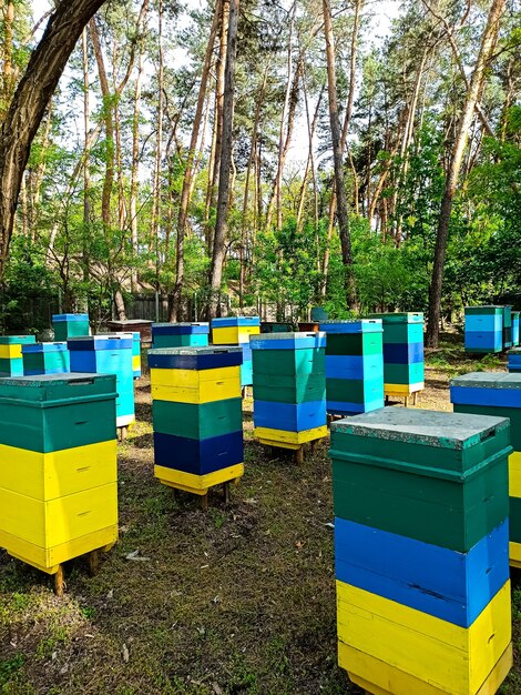 A colmeia de abelhas é multicolorida, fica na floresta, coletando mel das flores da floresta.