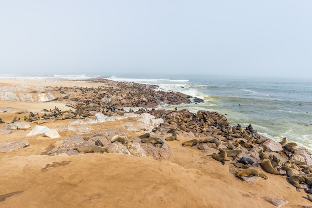 A colônia de focas na cape cross, na costa atlântica da namíbia, áfrica.