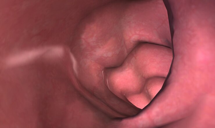 Foto a colonoscopia é um procedimento que permite ver dentro de todo o intestino grosso