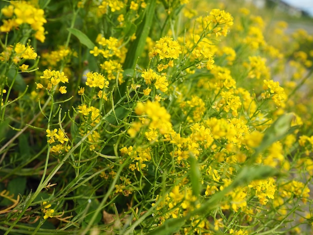 A colza amarela em colza florida ou colza brassica napus é uma espécie de plantas herbáceas do