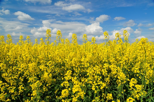 A colza ou a Brassica napus, também conhecida como colza e colza, é um membro amarelo brilhante da família Brassicaceae, cultivado principalmente por suas sementes ricas em óleo