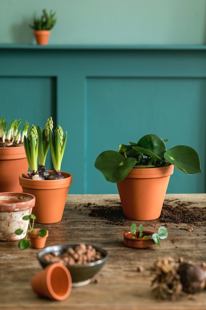 A composição elegante e botânica do interior do jardim doméstico encheu muitas plantas e cactos em vasos de cerâmica na mesa de madeira.