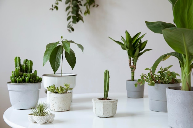 A composição elegante e botânica do jardim doméstico encheu muitas plantas em vasos diferentes na mesa branca Paredes de fundo branco As plantas amam a flor da primavera Modelo