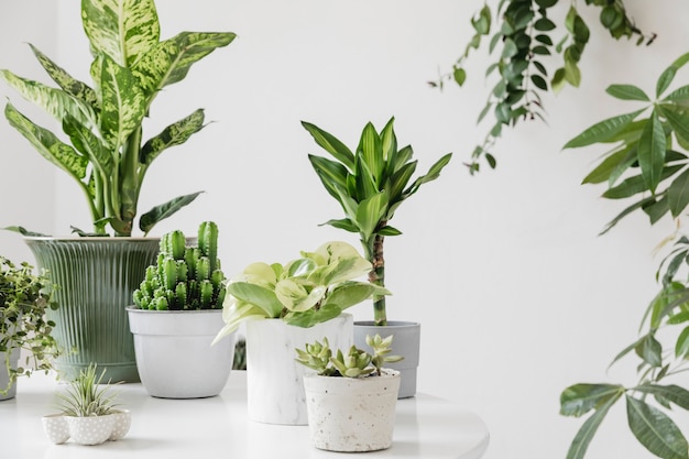 A composição elegante e botânica do jardim interior de casa encheu um monte de plantas em design diferente, vasos elegantes na mesa branca.