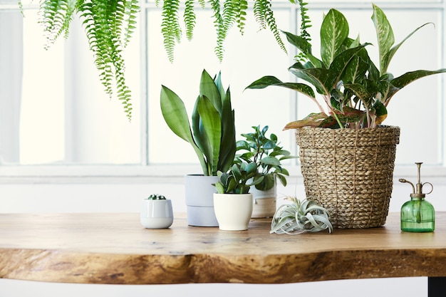 A composição moderna do jardim doméstico encheu um monte de belas plantas, cactos, suculentas, plantas de ar em vasos de design diferente.