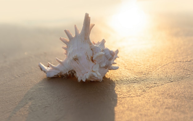 A concha do mar repousa na praia arenosa sob os raios do sol poente