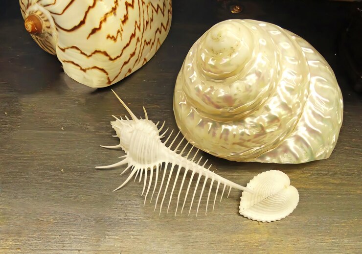Foto a concha inconfundível de um venus comb murex uma concha de rocha predatória encontrada nos mares tropicais ao redor dos oceanos indo-pacífico a rádula é adaptada para perfurar as conchas de suas presas