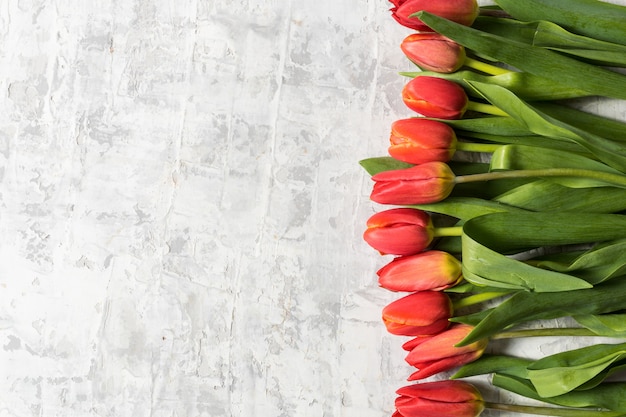 A configuração lisa do ramalhete grande da tulipa da mola floresce sobre o espaço cinzento do fundo e da cópia para o texto.