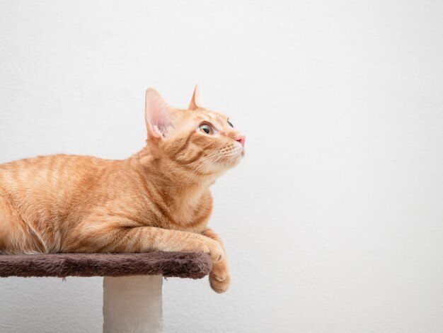 A cor laranja do gato está no condomínio do gato, olhando para o fundo branco do espaço da cópia do lado direito