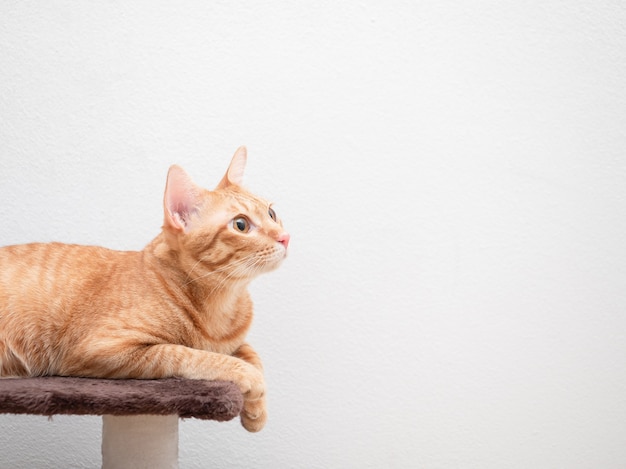 A cor laranja do gato está no condomínio do gato, olhando para o fundo branco do espaço da cópia do lado direito