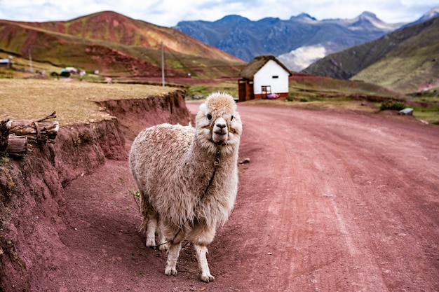 A cordilheira dos andes ou andina é a cordilheira continental mais longa do mundo