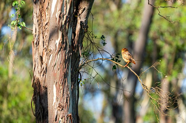 A coruja-buraqueira, também chamada de Caburé-do-campo, Coruja-da-praia, Coruja-do-campo, Mineiro, é chamada de "Coruja-buraqueira" por viver em buracos cavados no solo.