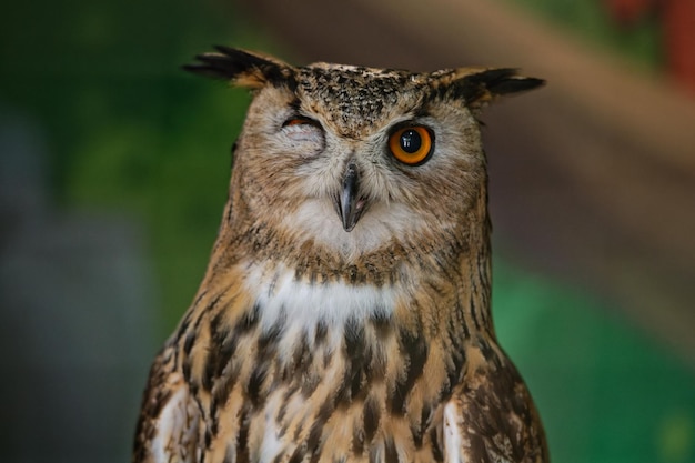 A coruja comum bubo bubo piscou com um olho enquanto estava sentado no recinto do zoológico Retrato