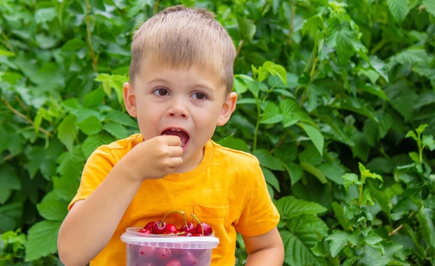 A criança come cerejas no jardim