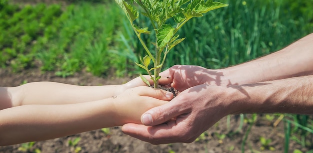 A criança e o pai estão plantando tomates no jardim Pessoas de foco seletivo