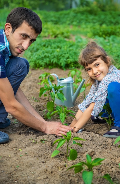 A criança e o pai estão plantando uma planta. Foco seletivo. Criança.