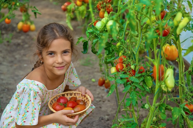 A criança está colhendo tomates. foco seletivo. criança.