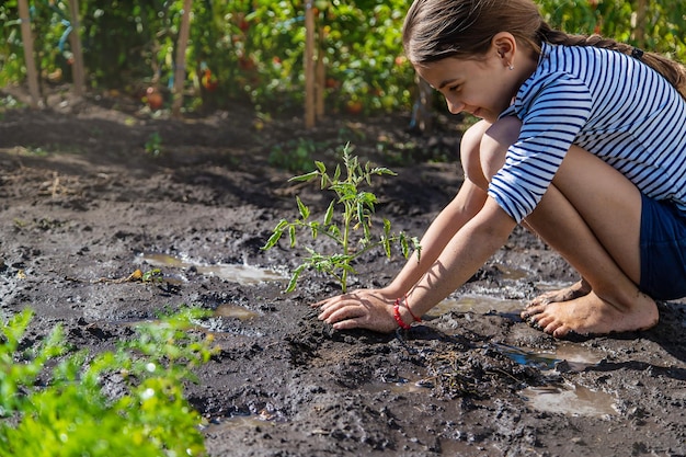 A criança está plantando uma planta no jardim Foco seletivo