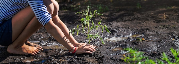 A criança está plantando uma planta no jardim Foco seletivo